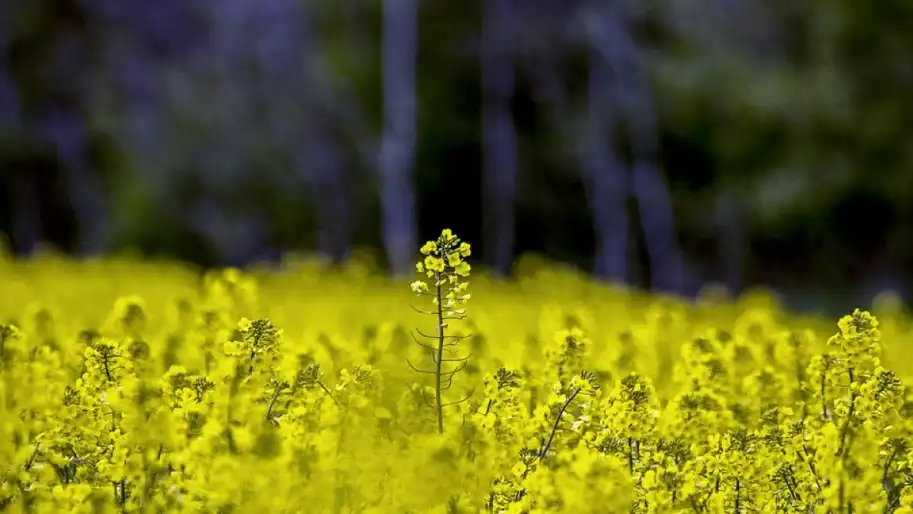 Переробники тягнуть через Раду 10% мита на експорт сої та ріпаку, бо не готові платити конкурентну ціну – ВАР